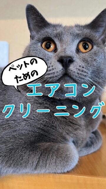 花粉の辛い季節になりましたね🤧
もしかしたら、あなたの大切な家族であるペットがアレルギーに苦しんでいるかもしれません🐈🐕
犬や猫にも、私たち人間と同様にアレルギー反応が起こることがあることをご存知ですか🙄❓
アレルギーは、彼らの体が特定の物質(花粉、ハウスダスト、カビなど)に反応する過剰な免疫反応です☝️
症状には、かゆみ、湿疹、目や鼻のかゆみ、くしゃみ、咳などがあります😣
何となくペットの調子が優れないな…と感じたら🧑⚕️獣医師の適切な治療と共に、住環境の見直し改善をするのもおすすめです✨
川崎市中原区のダッククリーンサービス🦆では、エアコンクリーニングによりペット🐈🐕の快適な生活をサポートします✨
アレルギーに対するペットの反応を見逃さず🧐早めの対処をしてあげたいですね❤️
エアコンのカビや汚れに気付いたら、ダッククリーンサービス🦆までお気軽にDM📲✉️ご連絡下さい❤️
#カビ
#ほこり
#あぶら
#エアコン
#ペット
#アレルギー
#ペットの健康
#ペットケア
#アレルギー対策
#アレルゲン
#ペットの幸せ
#犬と猫
#ペットのライフスタイル
#ペットのアレルギー対策
#エアコンクリーニング
#ハウスクリーニング
#ペット健康管理
#愛猫の健康
#ペットと快適生活
#アレルギー対応
#室内環境改善
#心地良い暮らし
#心地良い空間
#クリーン
#アレルギー知識
#ペットの快適空間
#猫と暮らす
#川崎市
#中原区