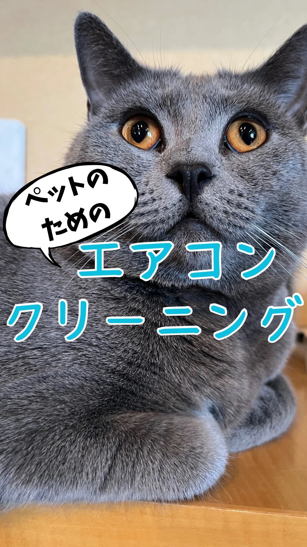 花粉の辛い季節になりましたね🤧
もしかしたら、あなたの大切な家族であるペットがアレルギーに苦しんでいるかもしれません🐈🐕
犬や猫にも、私たち人間と同様にアレルギー反応が起こることがあることをご存知ですか🙄❓
アレルギーは、彼らの体が特定の物質（花粉、ハウスダスト、カビなど）に反応する過剰な免疫反応です☝️
症状には、かゆみ、湿疹、目や鼻のかゆみ、くしゃみ、咳などがあります😣
何となくペットの調子が優れないな…と感じたら🧑‍⚕️獣医師の適切な治療と共に、住環境の見直し改善をするのもおすすめです✨
川崎市中原区のダッククリーンサービス🦆では、エアコンクリーニングによりペット🐈🐕の快適な生活をサポートします✨
アレルギーに対するペットの反応を見逃さず🧐早めの対処をしてあげたいですね❤️
エアコンのカビや汚れに気付いたら、ダッククリーンサービス🦆までお気軽にDM📲✉️ご連絡下さい❤️

#カビ
#ほこり
#あぶら
#エアコン
#ペット　
#アレルギー
#ペットの健康
#ペットケア
#アレルギー対策
#アレルゲン
#ペットの幸せ	
#犬と猫 
#ペットのライフスタイル
#ペットのアレルギー対策
#エアコンクリーニング
#ハウスクリーニング
#ペット健康管理
#愛猫の健康
#ペットと快適生活
#アレルギー対応
#室内環境改善
#心地良い暮らし
#心地良い空間
#クリーン
#アレルギー知識
#ペットの快適空間
#猫と暮らす
#川崎市
#中原区